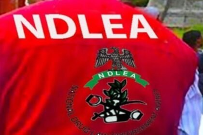 NDLEA Smashes Global Syndicate, Intercepts Cocaine Hidden in Stockfish for India